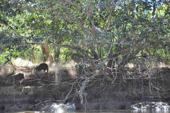 Ao perceberem a chegada da onça, capivaras se atiram no rio Cuiabá, região de Porto Jofre, no final da rodovia Transpantaneira, no Pantanal Norte, no Mato Grosso